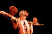 Body Worlds