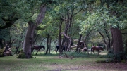 Camping in the New Forest 2014