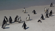 Cape Town 2014 Boulders Penguins