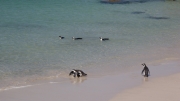 Cape Town 2014 Boulders Penguins