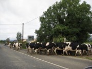 Cattle Traffic in Road