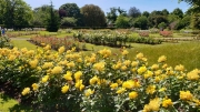 Greenwich Park June 2019