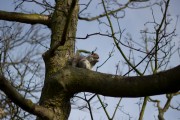 Greenwich Park Squirrels