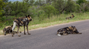 Kruger Park 2016