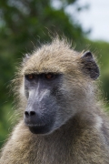 Kruger Park Baboon