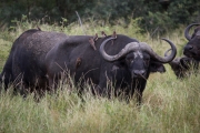 Kruger Park Buffalo