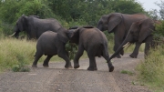 Kruger Park Elephant