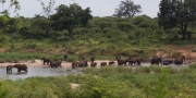 Kruger Park Elephant