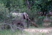 Kruger Park Elephant