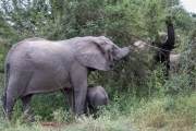 Kruger Park Elephant