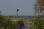 Kruger Park Fish Eagle