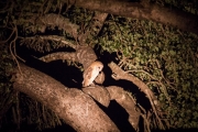 Kruger Park Game Drive Barn Owl