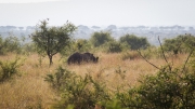 Kruger Park Game Drive Black Rhino