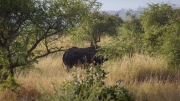 Kruger Park Game Drive Black Rhino