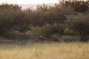 Kruger Park Game Drive Hyenas