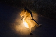 Kruger Park Game Drive Lions