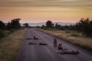 Kruger Park Game Drive Lions