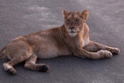 Kruger Park Game Drive Lions