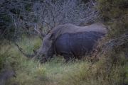 Kruger Park Game Drive Rhino