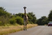 Kruger Park Giraffe