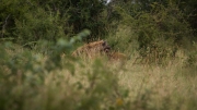 Kruger Park Hyena