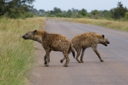 Kruger Park Hyena