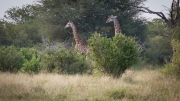 Kruger Park Lion Giraffe Stalk