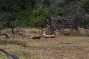 Kruger Park Lions