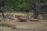 Kruger Park Lions