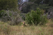 Kruger Park Lions