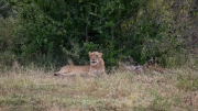 Kruger Park Lions