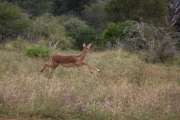 Kruger Park Lions Impala