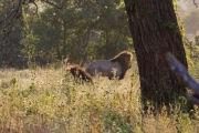 Kruger Park Morning Lions