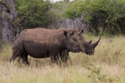 Kruger Park Rhino