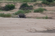 Kruger Park Rhino