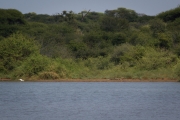 Kruger Park Sunset Dam Crocodile