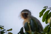 Kruger Park Vervet Monkey