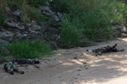 Kruger Park Wild Dog