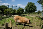 Mudchute Park and Farm