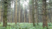 Sunnyfield Camping August 2020