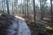 Swinley Forest Mountain Biking