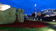 Tower of London Poppies