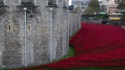 Tower of London Poppies