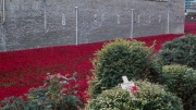 Tower of London Poppies