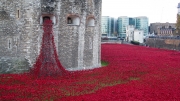 Tower of London Poppies