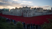 Tower of London Poppies