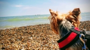 Welberswick Beach July 2018