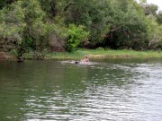 Zambezi Hippos