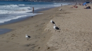 Zuma Beach California 2015